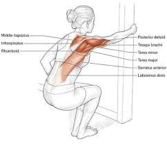 Lattisimus Dorsi Muscle, Latimuss Dorsi Workout, Latissimus Dorsi Stretch, Lattisimus Dorsi Exercise, Latissimus Dorsi Workout, Lat Stretches, Teres Major Muscle, Teres Major, Bursitis Shoulder