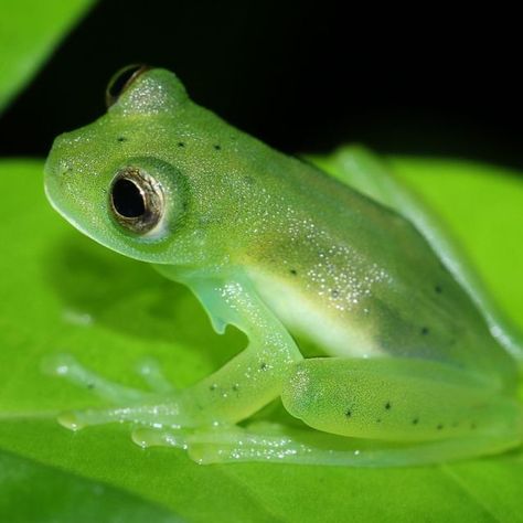 Origins Weekly| For Skeptics on Instagram: "Glass Frogs are a type of tree frog with 120 known species. They are native to tropical forests in South and Central America. 🐸 The most interesting characteristic about these guys are their translucent bellies and chests. An observer can see their heart pump blood into their arteries and food the frog ate for the day(SWIPE TO SEE)….. For the full article, click the link in the bio! Search, “Why Is The Glass Frog So Special” @originsweekly Visit di Glass Frogs Animal, Glass Tree Frog, Glass Frogs, Tree Frog, Frog Aesthetic, Glass Catfish, Animal Fact File, Types Of Frogs, Invisible Creature