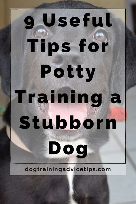 Proper potty training requires patience and certain equipment in order to be completed successfully. Here are 9 tips for potty training a stubborn dog! #dog #dogtraining #dogtrainingtips #dogtrainingideas #bestdogtrainingtips #dogtraininghelp #dogtrainingtipspotty #housetraining Dog Training School, Basic Dog Training, Dog Behavior Problems, Dog Potty Training, Dog Potty, Potty Train, Potty Training Tips, Potty Training Puppy, Dog Training Advice