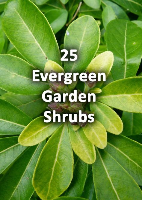 An evergreen shrub Large Evergreen Shrubs, Evergreen Shrubs Uk, Shrubs With White Flowers, Evergreen Shrubs Full Sun, Full Shade Flowers, Evergreen Gardens, Evergreen Bushes, Evergreens For Shade, White Flowering Shrubs