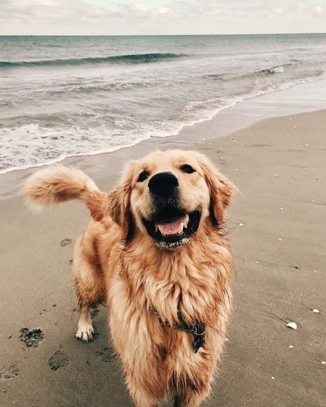 A Golden Retriever, The Ocean, A Dog, Golden Retriever, The Beach