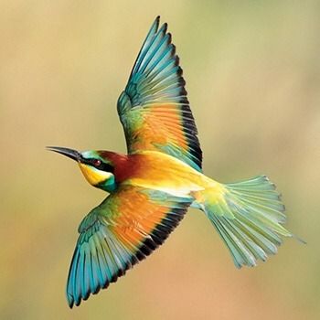 Coincidence And Fate Figure Largely In Our Lives • If humans had bird wings, what species’ plumage... Bee Eater, Different Birds, Bird Wings, Wild Nature, Exotic Birds, Tropical Birds, Pretty Birds, Colorful Birds, Weird Animals