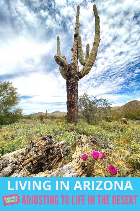 Living in Arizona - Adjusting to Life in the Desert - TravelMamas.com Things To Do In Scottsdale, La Travel Guide, Southwest Travel, Arizona Living, Arizona Vacation, Color Songs, Living In Arizona, Fun Summer Activities, Family Vacation Destinations