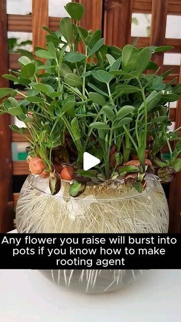 Plants That Grow In Water, Over Watering Plants, Rooting Powder, Outdoor Design Ideas, Care For, Grafting Plants, Small Garden Landscape, Backyard Garden Diy, Self Watering Plants