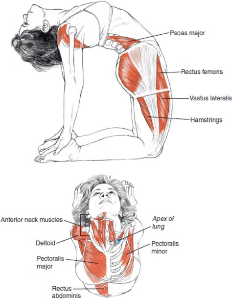 Ustrasana - Camel Pose Opens the heart chakra Reduction of fat on the thighs Opens the hips stretching deep hip flexors Stretching and strengthening arms and shoulders Develops abdominal muscles improves digestion and elimination Improves posture and breathing Relieves lower back pain Strengthens the thighs and arms Improves flexibility especially in the spine Stimulates the endocrine glands and ovaries Stretches ankles thighs groin abdomen chest and throat #PsoasPain Yoga Muscles, Mental Stability, Yoga Anatomy, Camel Pose, Yoga Video, Yoga Posen, Bikram Yoga, Yoga Love, Pose Yoga