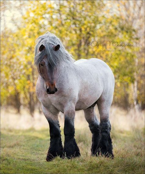 Brabant horse by Olesya Nickolaeva on 500px Horse Lovers Brabant Horse, Stallion Horses, Clydesdale Horses, Big Horses, Draft Horse, Most Beautiful Horses, Majestic Horse, I Love Horses, All The Pretty Horses