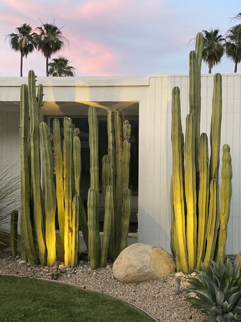 Cactus And Grass Landscaping, Modern Mexican Landscaping, Cactus Backyard Landscaping Ideas, Modern Cactus Landscaping, Small Backyard Ideas Desert, Palm Springs Landscaping Front Yards, Front Yard Cactus Landscaping, Palm Springs Garden Design, Palm Springs Courtyard