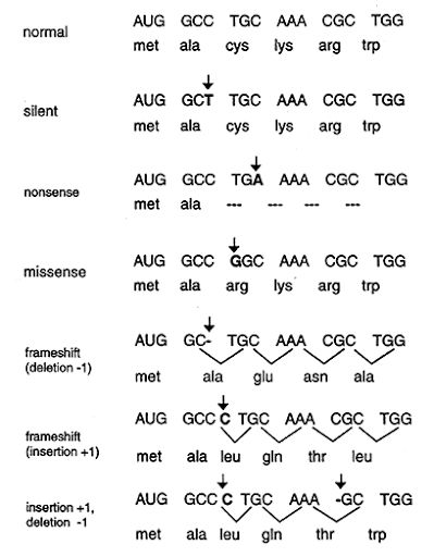 AP Bio Unit 6: Gene Expression and Regulation Cheat Sheet by julescrisfulla - Download free from Cheatography - Cheatography.com: Cheat Sheets For Every Occasion Dna Activities, Biochemistry Notes, Chemistry Study Guide, Molecular Genetics, Biology Classroom, Teaching Chemistry, Medical Laboratory Science, Ap Biology, Study Flashcards