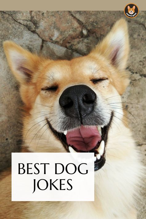 dog jokes Dog Jokes Hilarious, Dog Humor Hilarious, Funny Cheesy Jokes, Pet Jokes, Dog Dad Quotes, Funny Dog Sayings, Puppy Jokes, Funny Dog Jokes, Dog Puns