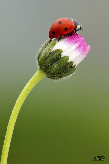 Ladybugs are so named because their help in eating other insects has seemed like the mercy of our Lady of Perpetual Help Lady Beetle, A Ladybug, Beautiful Bugs, Bugs And Insects, Lady Bug, Macro Photography, Amazing Nature, Beautiful Creatures, Nature Beauty