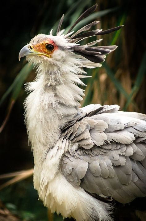 Dessin Game Of Thrones, Secretary Bird, The Secretary, Wild Animals Pictures, Animal Study, Interesting Animals, Pretty Animals, Exotic Birds, Pretty Birds