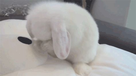 Rabbit Gif, Banner Gif, Silly Animals, Baby Bunnies, Cute Little Animals, Cute Gif, Cute Bunny, Bunny Rabbit