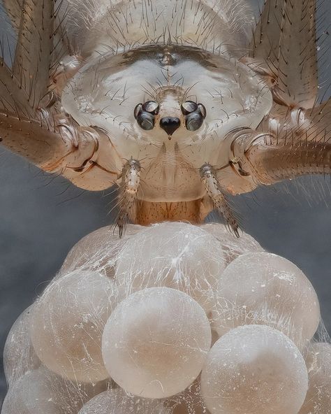 CELLAR SPIDER Female cellar spiders wrap their eggs loosely in silk to form a rather flimsy but effective egg sac. The mother pholcid carries the egg sac in her jaws. Like all spiders, the young spiderlings hatch from their eggs looking similar to adults. They molt their skin as they grow into adults. Cellar Spider, Spider Female, Spider Eating, Spider Eggs, Crazy Dreams, Egg Costume, Insect Eggs, Demon Mask, Spider Silk