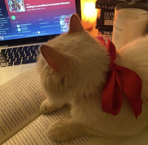 Ninja Cats, Music On Spotify, Ragdoll Kitten, Cat Icon, Cat Aesthetic, Red Aesthetic, Pretty Cats, Baby Cats, White Cat