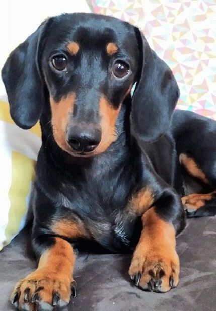 Ahal Teke, Daschund Puppies, Tan Dachshund, Black And Tan Dachshund, Dachshund Funny, Dachshund Puppy Miniature, Miniature Dachshunds, Wiener Dogs, Weenie Dogs