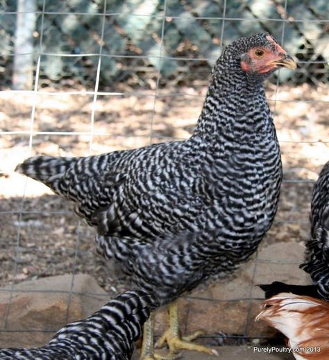 Do you want an American classic that is hardy and reliable? If so, this is the breed for you! The Barred Plymouth Rock, with a unique coloring of a set of black and white parallel, straight and even bars. Order today by phone (920) 472-4068 or visit our website. https://www.purelypoultry.com/started-barred-plymouth-rocks-p-972.html #flockmyworld #purelypoultry