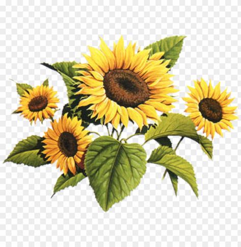 Sunflower Png Transparent, Library Vintage, Background Png Images, Sunflower Clipart, Vintage Sunflower, Vintage Png, Png Vintage, Sunflower Png, Clear Background