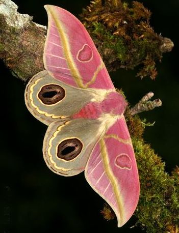 Beautiful Moths And Butterflies, Pink Beetle Insect, Moth Wings Reference, Butterfly House Photoshoot, Moth Breeds, Rare Moths, Pretty Beetles, Rose Maple Moth, Pink Silk Moth