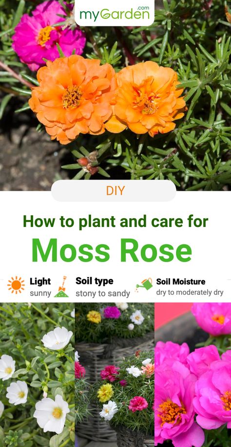 The beautiful moss rose grows on extremely sunny, dry, and sandy slopes in its native Argentina, Brazil, and Uruguay. Although the moss rose originates from South America, it has been partly naturalized in central and southern Europe. But we still can plant it in our own garden! Learn here how with reading everything about the best location, the flowers, leaves, watering and more. Have fun! #mygarden #mossrose #flowers Double Flower Moss Rose, Moss Roses Ground Cover, Rose Moss Planter Ideas, Moss Roses In Containers, Moss Rose Garden Ideas, Moss Roses, Portulaca Flowers, Repellent Diy, Rose Companion Plants