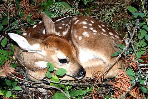 sleepy fawn Fawn Sleeping, Misty Moors, Fawn Tattoo, Deer Spirit, Valentine Designs, Woodland Animal Art, Deer Photos, Scratchboard Art, Sleeping Animals