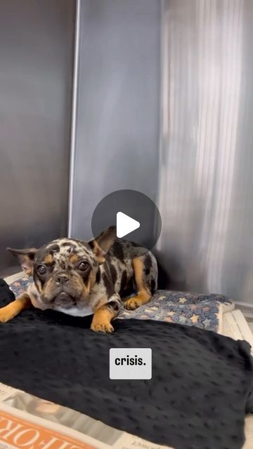 Frenchies on Instagram: "#Repost @roadogs
‼️The French Bulldog is in Crisis‼️

Please tag dog lovers and SHARE this video.

There are so many Frenchie Greeders now that the quote ‘market’ is saturated.
Pups are being given away to rescues because they can no longer sell them. 
So many Frenchies being dumped at shelters by people who don’t want to deal with their issues. 

In the last couple of years, the number of badly bred frenchies with allergies, soft palate, or gut issues has skyrocketed. 

How did we get here?

Because ignorant people believed the hype!  They thought that they’d be able to buy a Frenchie, Greed it -  No Fs given about health testing - and get rich off the puppies.  Instead all they’ve done is create is a glut of merle and ‘not so rare colour’  frenchies.  Eventually French Bulldog Quotes, Frenchie Pug, French Bulldog Rescue, Merle French Bulldog, Being Dumped, Gut Issues, Soft Palate, Ignorant People, Frenchie Lovers