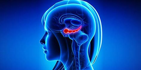 The hippocampus, which plays an important role in memory and special navigation, shows differences in people with major depressive disorder and people with no psychiatric diagnosis.    HOUSTON – (Jan. 24, 2017) – A volume decrease in specific parts of the brain’s hippocampus – long identified as a hub of mood and memory processing – was linked to bipolar disorder in a study led by researchers at The University of Texas Health Science Center at Houston (UTHealth). The research was published to... Brain Anatomy, Transcendental Meditation, Brain Power, Alzheimers, Neuroscience, Brain, Medical, Science, New York