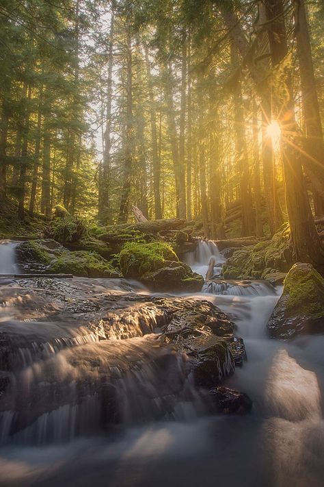 waterfall forest nature Earthy Backgrounds Nature, Waterfall In Forest Aesthetic, Forest Waterfall Wallpaper, Pretty Waterfall Aesthetic, Forest Waterfall Photography, Nature Photography Waterfall, Aesthetic Forest Background, Forest Waterfall Aesthetic, Waterfall Aesthetic Wallpaper