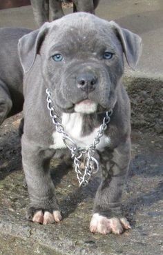 Blue eyes bluenosed pitbull ; puppy; dogs Grey Pitbull Puppies, Grey Pitbull, Blue Nose Pitbull Puppies, Pit Bull Puppies Blue, Cute Pitbull Puppies, Pitbull Dog Puppy, Pitbull Dog Breed, Blue Pitbull, Blue Nose Pitbull