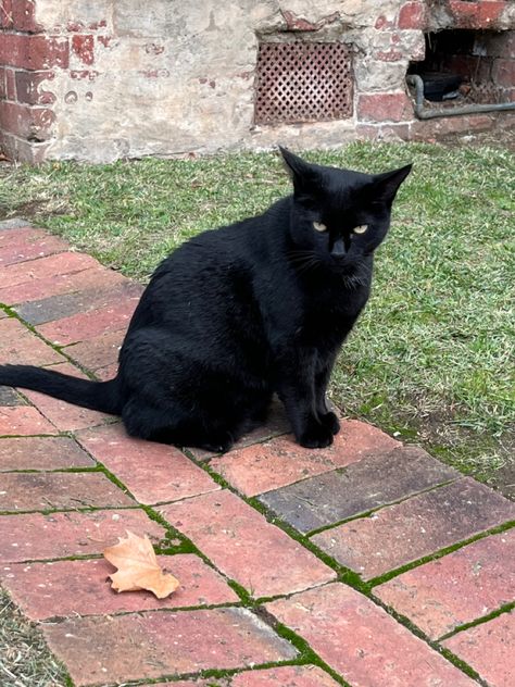 a black cat who seems mad Mad Black Cat, Black Cat Hissing, Black Cat Yawning, Cottagecore Black Cat, Black Cat Mysterious, Beautiful World, Black Cat, Kitty, Black