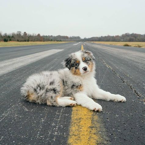 blue merle Australian Shepherd puppy Blue Merle Australian Shepherd Puppy, Blue Merle Australian Shepherd, Merle Australian Shepherd, Australian Shepherd Puppy, Shepherd Puppy, Blue Merle, Australian Shepherd, A Dog, Pet