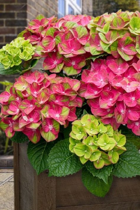 20 Most Stunning and Uncommon Hydrangea Varieties Hydrangea Paniculata Grandiflora, Strawberry Hydrangea, Hydrangea Arborescens Annabelle, French Hydrangea, Hydrangea Tree, Hydrangea Petiolaris, Hydrangea Serrata, Annabelle Hydrangea, Hydrangea Varieties