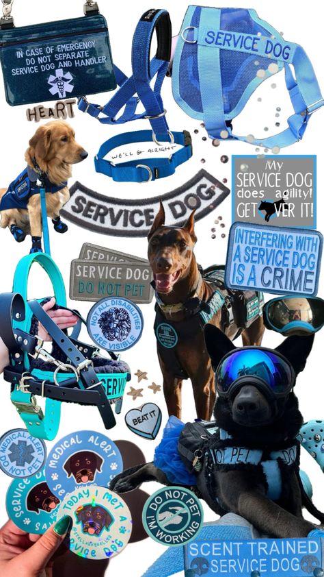 Service dog gear #servicedog#servicedogs#servicedoggear#bluegear#blue#dog#dogs#doggear Service Dog Gear, Guard Dog Training, Psychiatric Service Dog, Service Dog Patches, Dog Training School, Dog Equipment, Dog Organization, Service Dogs Gear, Dog Grooming Shop