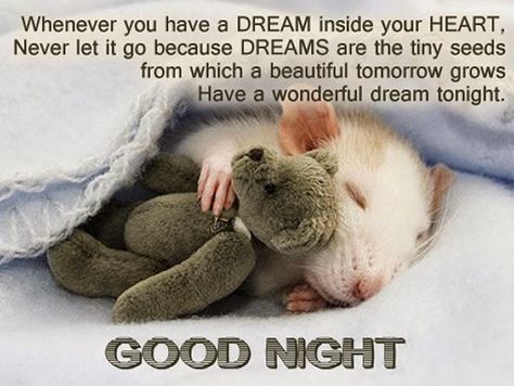 Whenever you have a Dream inside your Heart, Never let it go because Dreams are the tiny seeds from which a beautiful tomorrow grows Have a wonderful dream to night. Description from bestsayingsquotes.com. I searched for this on bing.com/images Tiny Teddies, A Rat, Cute Rats, Baby Animals Pictures, Baby Mouse, Pet Rats, Springer Spaniel, Cute Mouse, Appaloosa