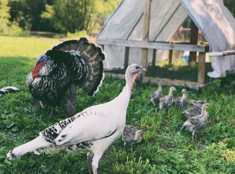 Raising heritage turkeys on the homestead, via Homestead Mamas Turkey Raising, Meat Turkeys Raising, Turkey Breeding Pens, Rhea Bird, Raising Heritage Turkeys, Turkey Bird Farm, Raising Rhode Island Red Chickens, Raising Turkeys, Baby Turkey