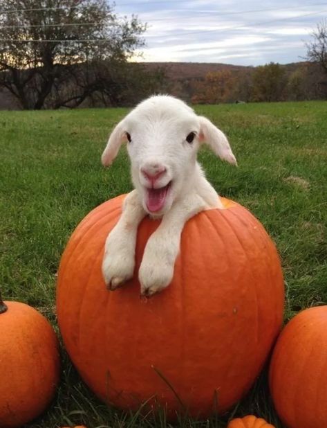 #halloween, #goat, #pumpkin, #pumpkingoat, #samhain, #fall, #falllove, #cuteanimals, Cottage Animals, Regnul Animal, Cele Mai Drăguțe Animale, Cute Goats, Counting Sheep, Baby Lamb, Pretty Animals, Laugh Out Loud, Pure Joy