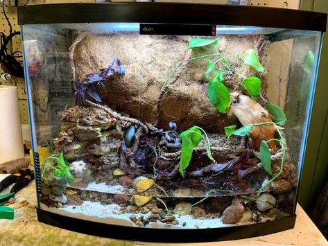 How to build a paludarium - Roundhouse Station Paladarium Design, Bow Front Aquarium, Chameleon Terrarium, Paludarium Ideas, 20 Gallon Aquarium, False Bottom, Wood Turtle, Indoor Water Garden, Expanding Foam