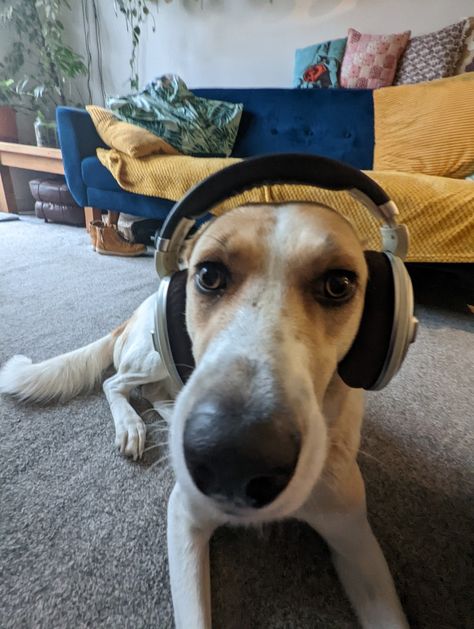 Dog Playlist Covers, Person Listening To Music, Dog Listening To Music, Dog Wearing Headphones, Dog With Headphones, Silly Pets, Animal Pfp, Cat Shark, Wearing Headphones