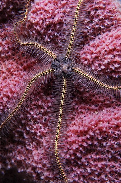 Magnum Chocolate, Sea Cucumbers, Sea Elements, Brittle Star, Nature Patterns, Water Creatures, Life Under The Sea, Sea Stars, Beneath The Sea