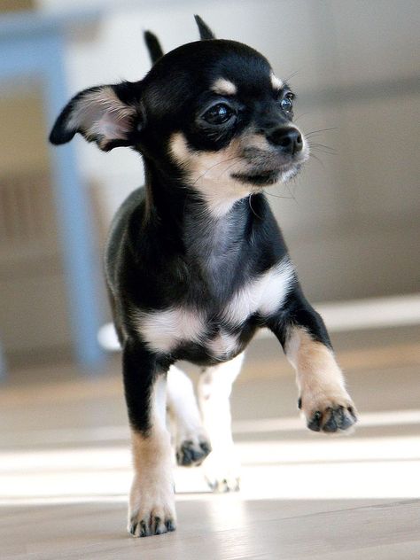 Cute little Black Chihuahua running on the floor  The Chihuahua is the smallest.... to see more click on picture Psy Chihuahua, Black Chihuahua, Chihuahua Puppy, Cute Chihuahua, Chihuahua Love, Chihuahua Puppies, Chihuahua Dogs, Cute Cats And Dogs, Labradoodle