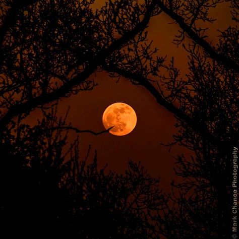 Tumblr, Nature, Werewolf Aesthetic, Orange Moon, Söt Katt, Lavender Aesthetic, Neon Aesthetic, Halloween Orange, Orange Aesthetic