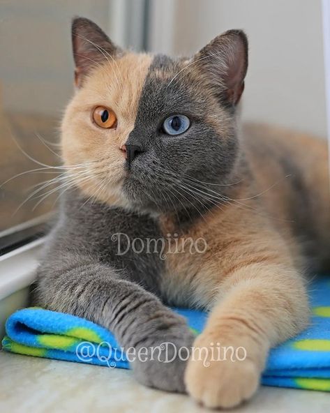 Queen Domiino | #Domiino #chimera #oddeyes #bsh #britishshorthair #catsofinstagram #catstagram #weeklyfluff #catgag #cats_of_instagram #katzen 01:23 | Instagram Chimera Cat, Cat Bedroom, Warrior Cat Oc, Rare Cats, Cat Oc, Genetic Mutation, Odd Eyes, Oc Ideas, British Shorthair