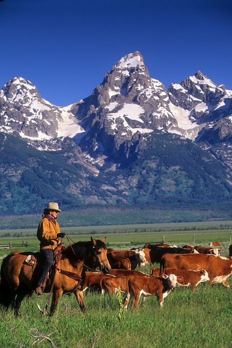 Indigo Ridge, Wyoming Cowboys, Cowboy Aesthetic, Real Cowboys, Western Life, The Eden, Western Aesthetic, Cowboy Art, Ranch Life