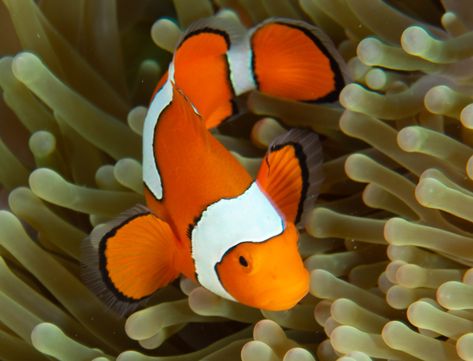 Clown Fish In Anemone, Clown Fish Aesthetic, Clown Fish Sketch, Clown Fish Photography, Clown Fish Painting, Fish Reference Photo, Clown Fish Drawing, Clown Fish Tattoo, Clownfish Painting