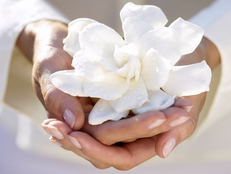 Giving Hands, Hands Holding, Foto Art, Shades Of White, The Words, A Flower, Flower Power, White Flowers, Floral Rings