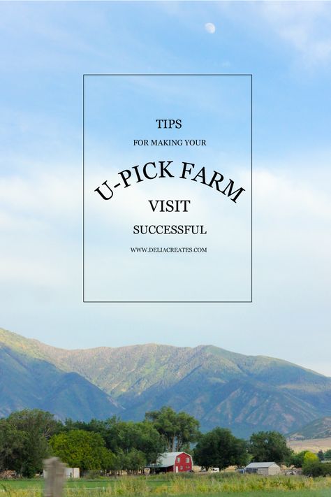 Tips for making your U-Pick Farm visit successful - Delia Creates Agritourism Farm Design, U Pick Farm Ideas, U Pick Farm, Berry Patch Layout, You Pick Flower Farm Layout, Frontier Living, Homestead Business, Farm Tourism, Farm Tips