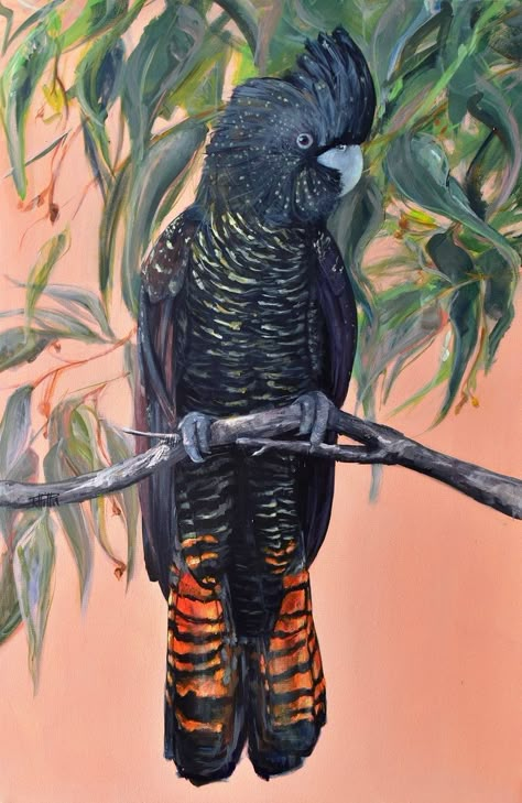 Australian Bird Painting, Australian Flora And Fauna, Black Cockatoo Painting, Black Cockatoo Drawing, Australian Fauna Tattoo, Australian Flora Art, Black Cockatoo Art, Australian Animal Art, Australian Flora Tattoo