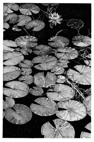 Beautiful Ink Drawings, Graphic Drawings Black And White, Nature Black And White Drawing, Detailed Ink Drawings, Nature Ink Drawing, Fantasy Ink Drawing, Black And White Ink Drawings, Scrape Drawing, Lily Pad Sketch