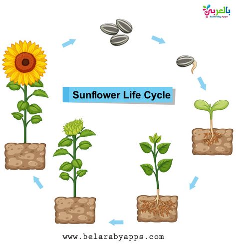 Plant Life Cycle Diagram For Kids - Science Posters ⋆ بالعربي نتعلم | Plant life cycle, Planting sunflowers, Life cycles Life Cycle Of Sunflower, دورة حياة النبات, Plant Life Cycle Worksheet, Flower Life Cycle, Sunflower Life Cycle, Cycle For Kids, Sunflower Illustration, Planting Sunflowers, Kid Science