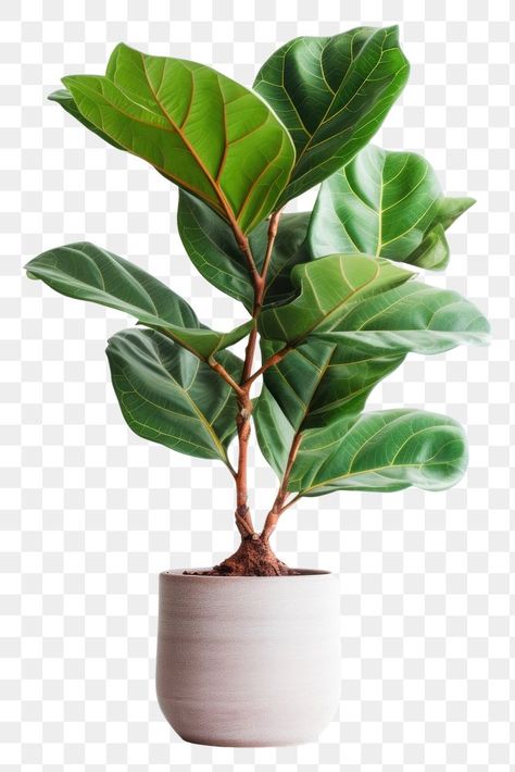 Tropical Potted Plants, Fig Plant, Fiddle Fig, Fiddle Leaf, Fiddle Leaf Fig, Bonsai Tree, Free Design Resources, Botany, Potted Plants