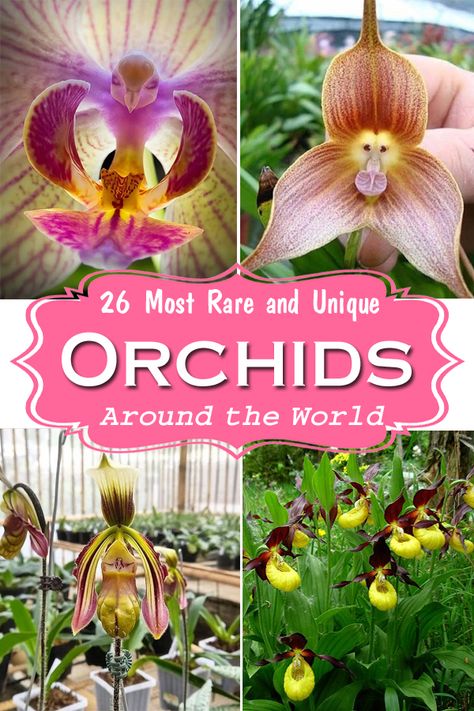 Rare Orchids Unusual Flowers, Most Beautiful Flowers In The World, Orchid Cabinet, Unique Orchids, Orchid Room, Flying Duck Orchid, Monkey Orchid, Unusual Orchids, Orchid Plant Care